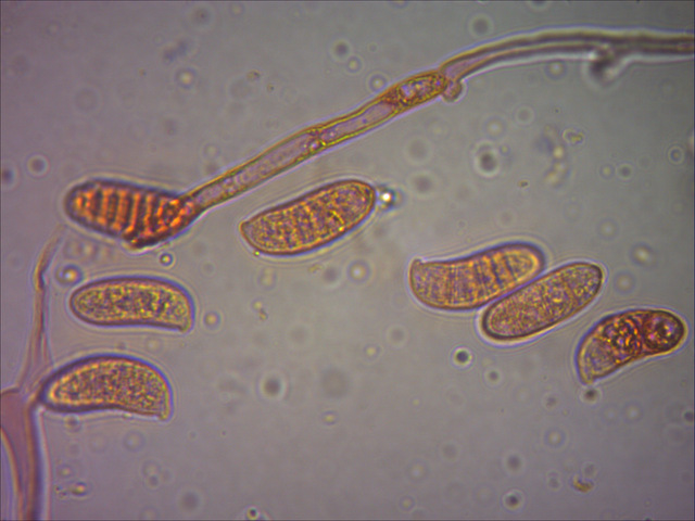 Dacrymyces variisporus